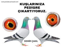 KUŞLARINIZA PEDİGRE ÇIKARTIYORUZ.